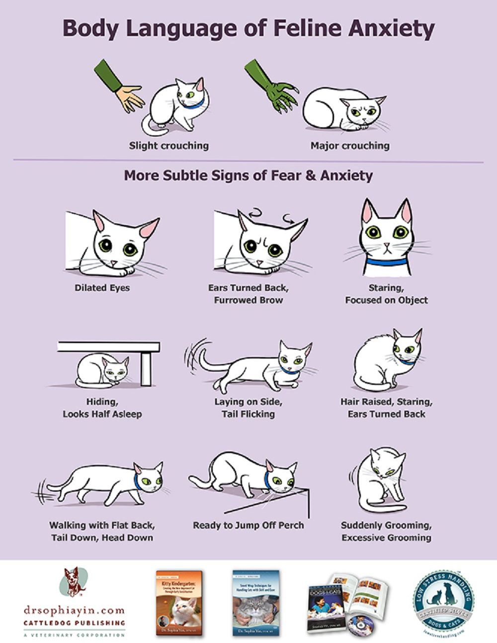 about cats behavior