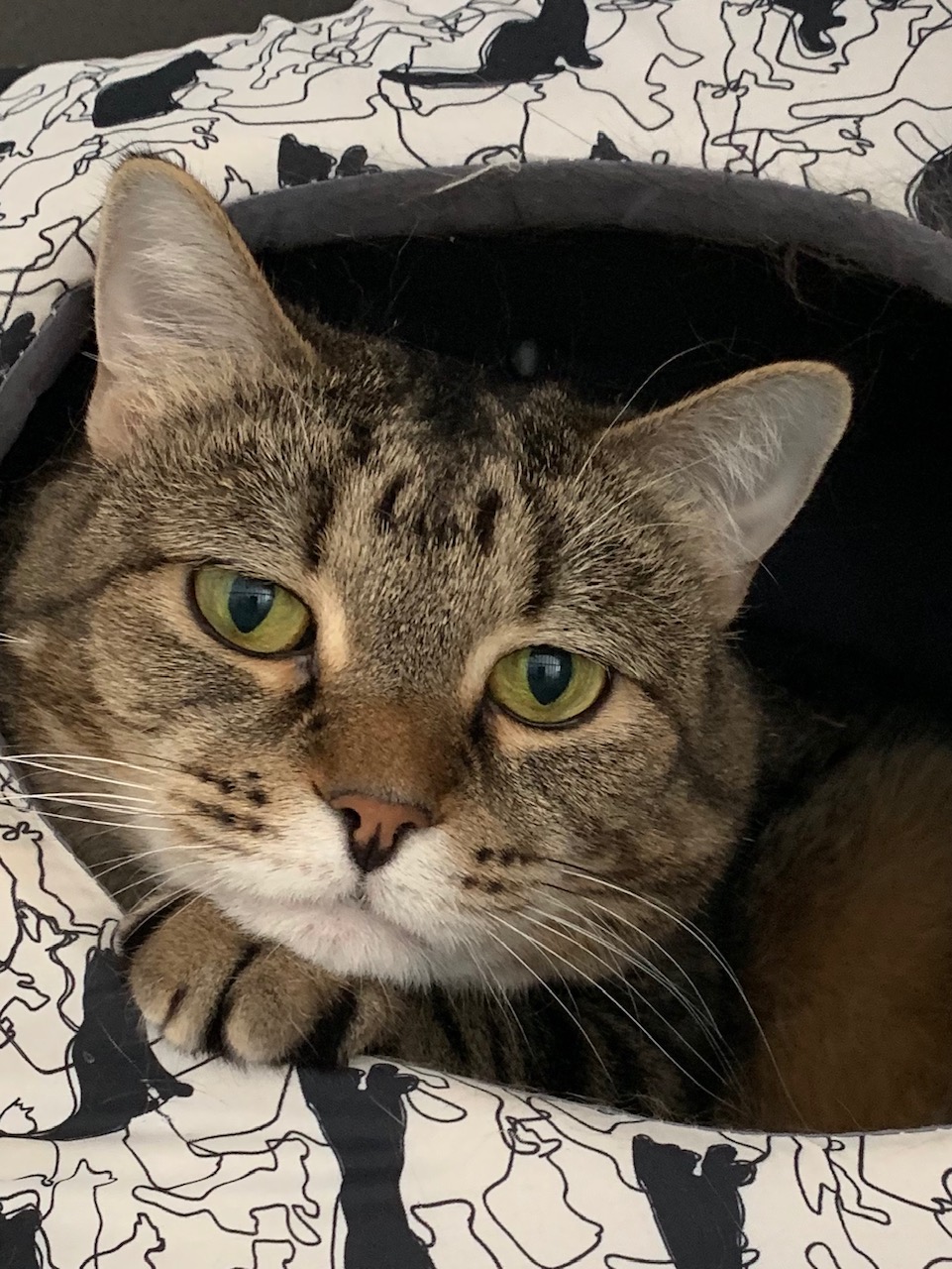 Are black cats less adoptable in Fort Collins, Colorado?