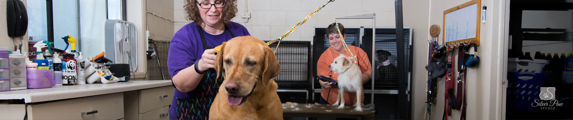 java cat and dog spa