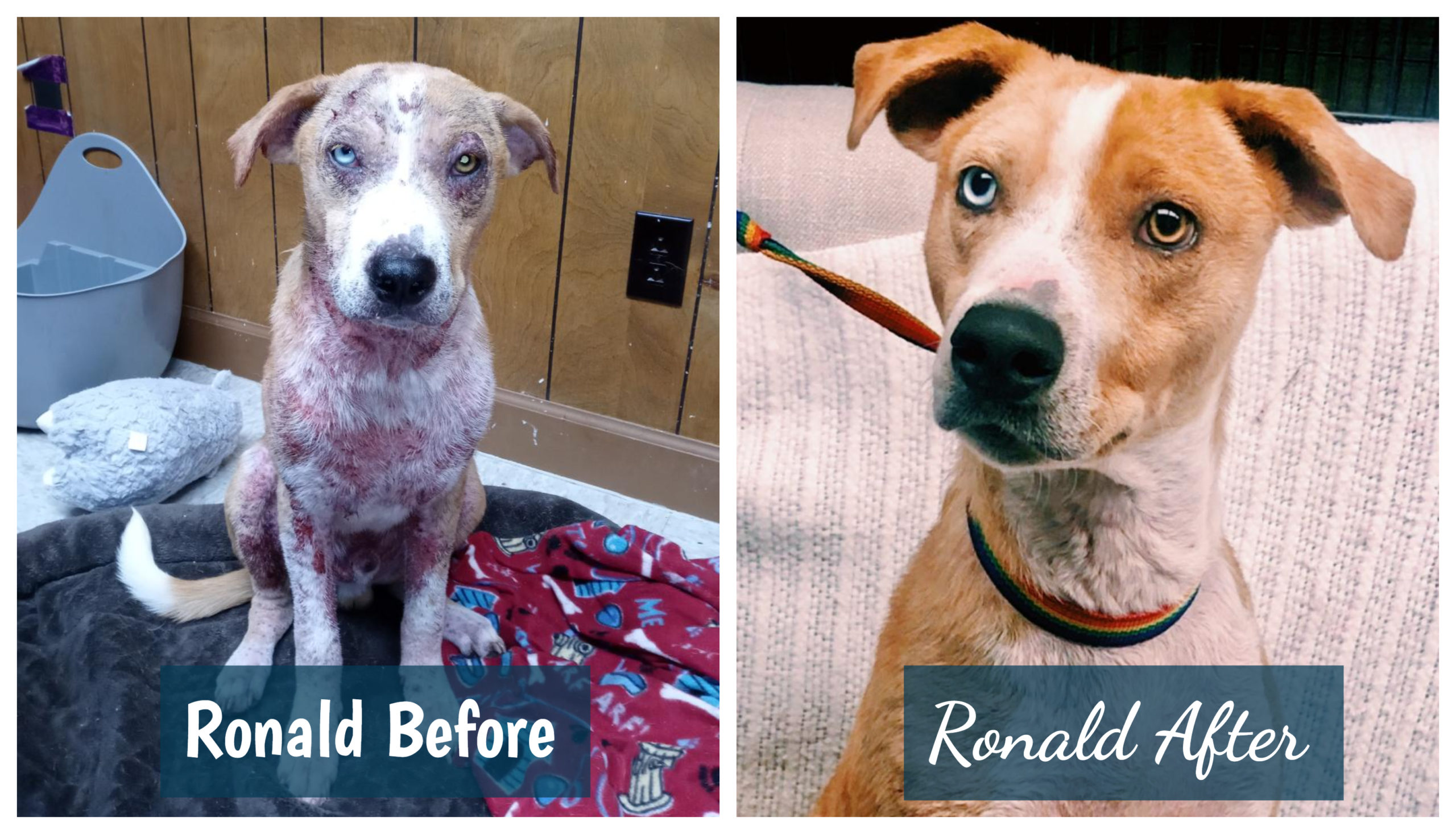 ronald