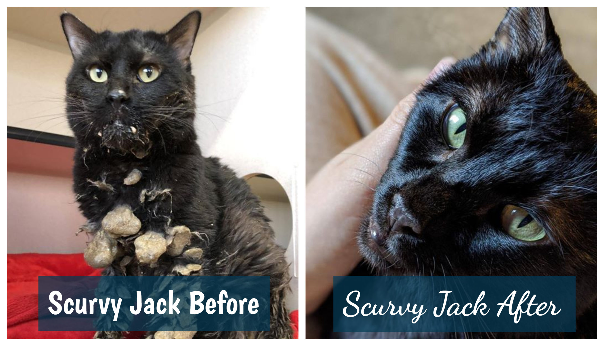 scurvy jack