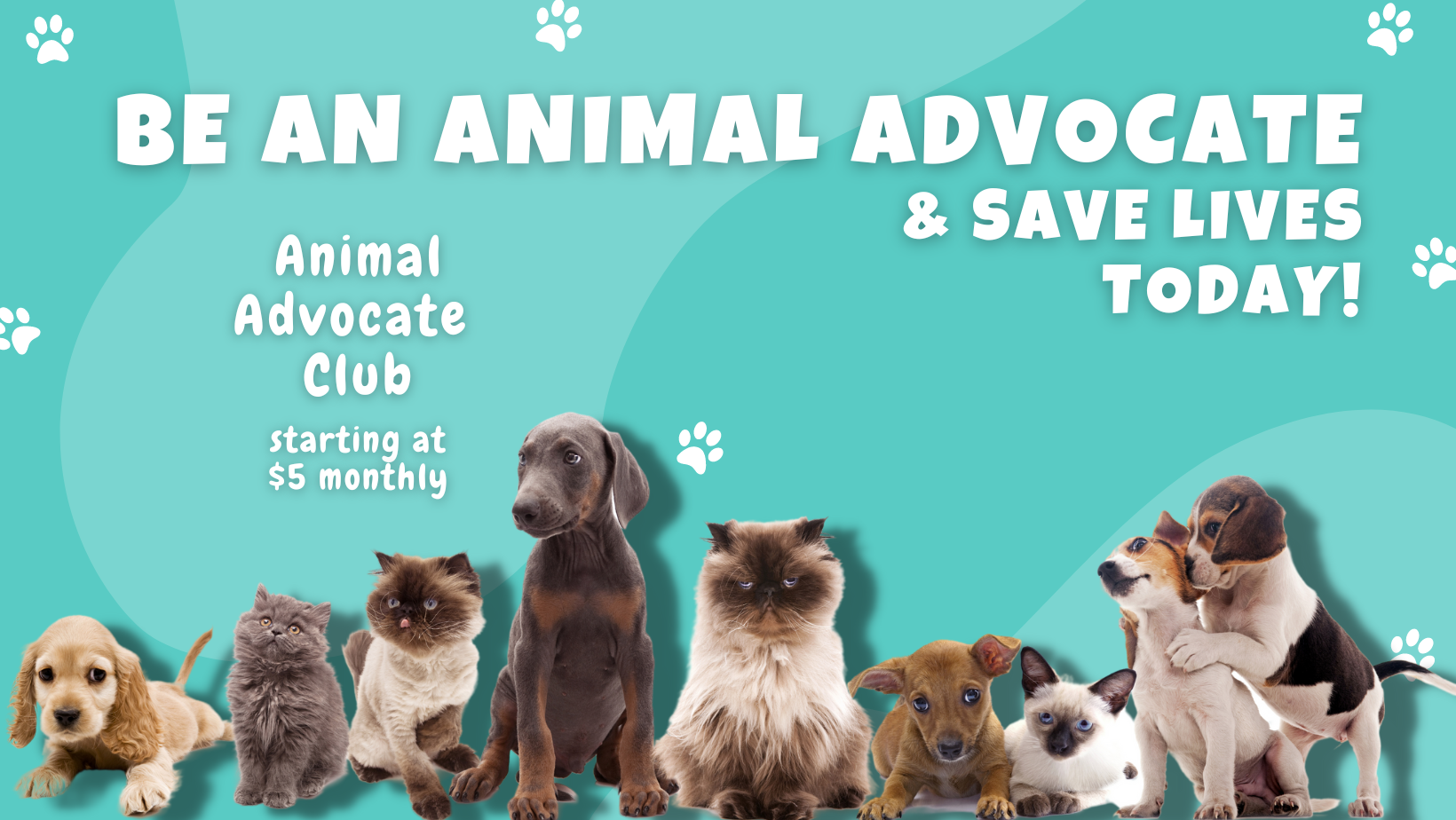 Animal Friends Alliance | Saving Animals Today!