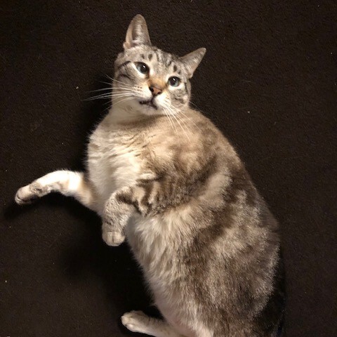 agatha